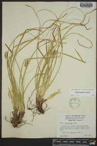 Carex picta image