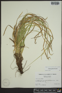 Carex picta image