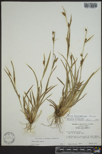 Carex pigra image