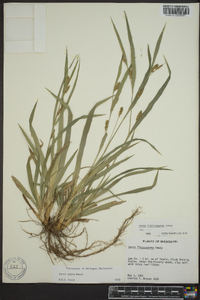 Carex pigra image