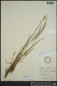 Carex planispicata image