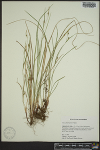 Carex planispicata image