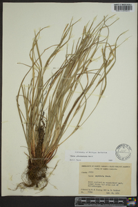 Carex planispicata image