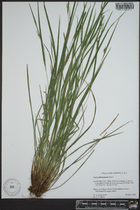 Carex planispicata image