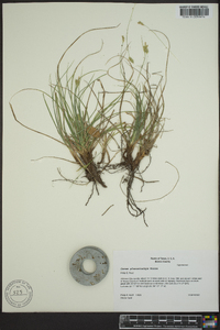 Carex planostachys image