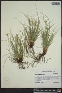 Carex planostachys image