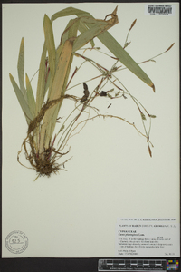 Carex plantaginea image