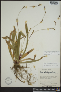 Carex plantaginea image