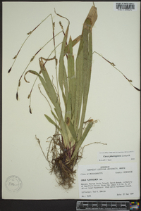 Carex plantaginea image