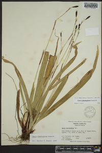 Carex plantaginea image