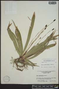 Carex plantaginea image