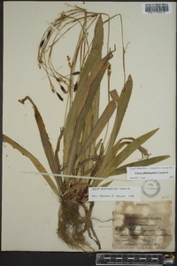 Carex plantaginea image