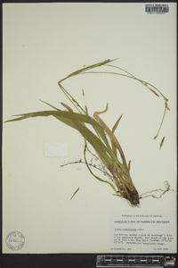 Carex platyphylla image