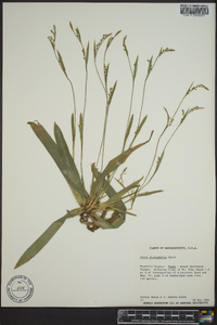 Carex platyphylla image