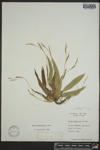 Carex platyphylla image