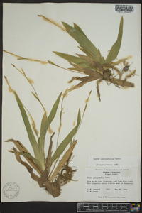 Carex platyphylla image