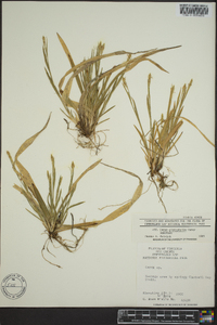 Carex platyphylla image