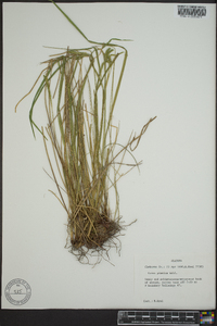 Carex prasina image