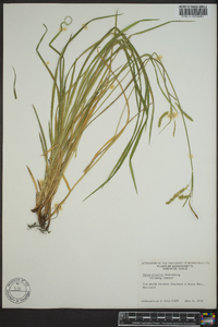 Carex prasina image