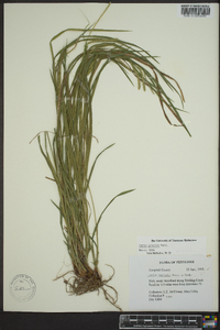 Carex prasina image