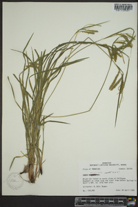 Carex prasina image