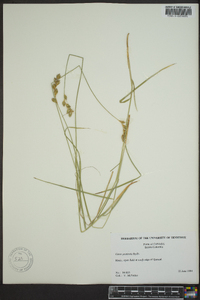 Carex praticola image