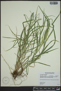 Carex projecta image