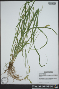 Carex projecta image