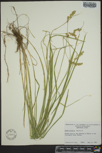 Carex projecta image