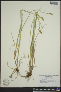 Carex projecta image