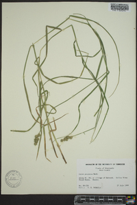 Carex tribuloides var. tribuloides image