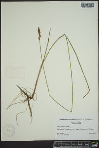 Carex prairea image