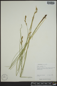 Carex prairea image