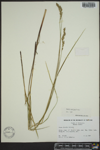 Carex prairea image