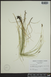 Carex prairea image