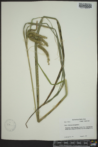 Carex pseudocyperus image