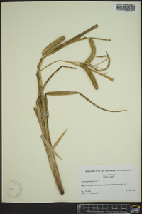 Carex pseudocyperus image