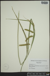 Carex pseudocyperus image