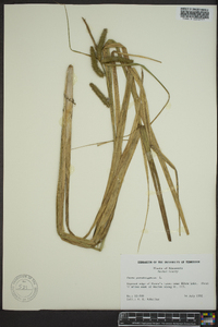 Carex pseudocyperus image