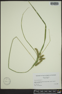 Carex pseudocyperus image