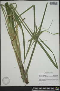 Carex pseudocyperus image