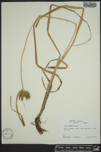 Carex pseudocyperus image