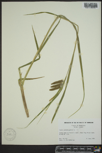 Carex pseudocyperus image