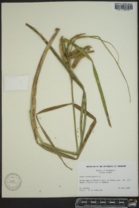 Carex pseudocyperus image