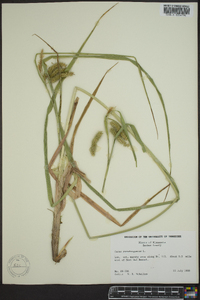 Carex pseudocyperus image