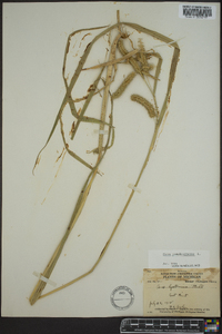 Carex pseudocyperus image