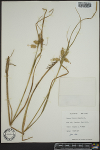 Carex pseudocyperus image