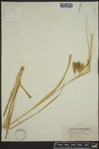 Carex pseudocyperus image