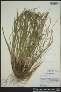 Carex purpurifera image