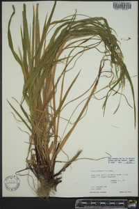 Carex purpurifera image